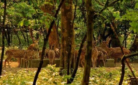 BIBHUTIBHUSHAN WILDLIFE SANCTUARY – photo 3