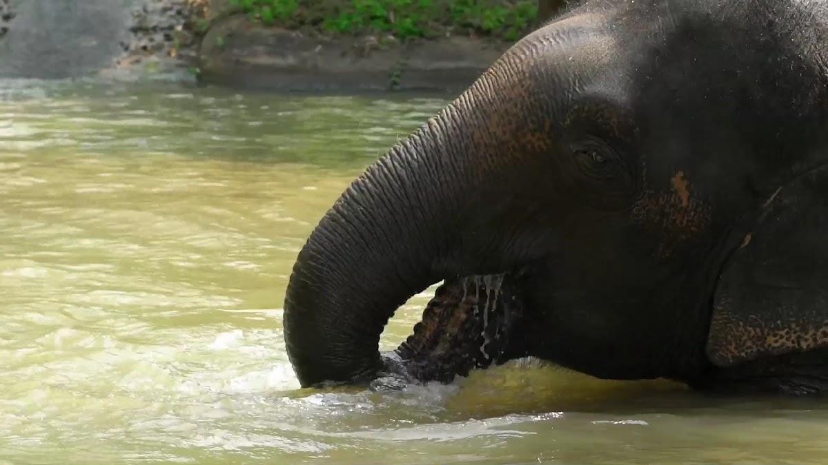 Four Seasons Tented Camp Golden Triangle, Thailand – photo 4