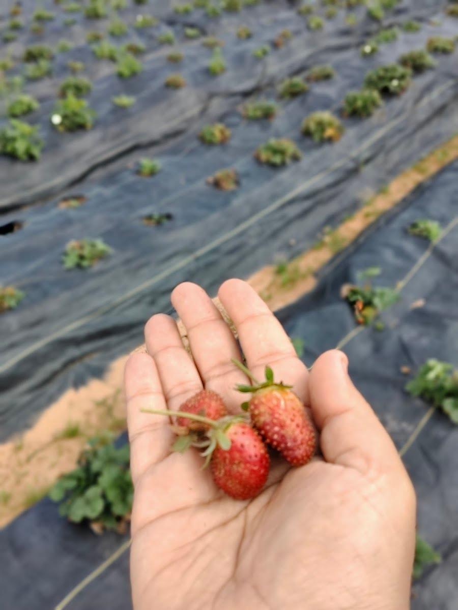 Kookal Valley Organic Farm & Stay – photo 4
