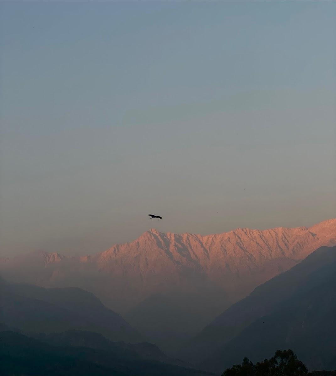 Wanderthirst Dharamshala – photo 4