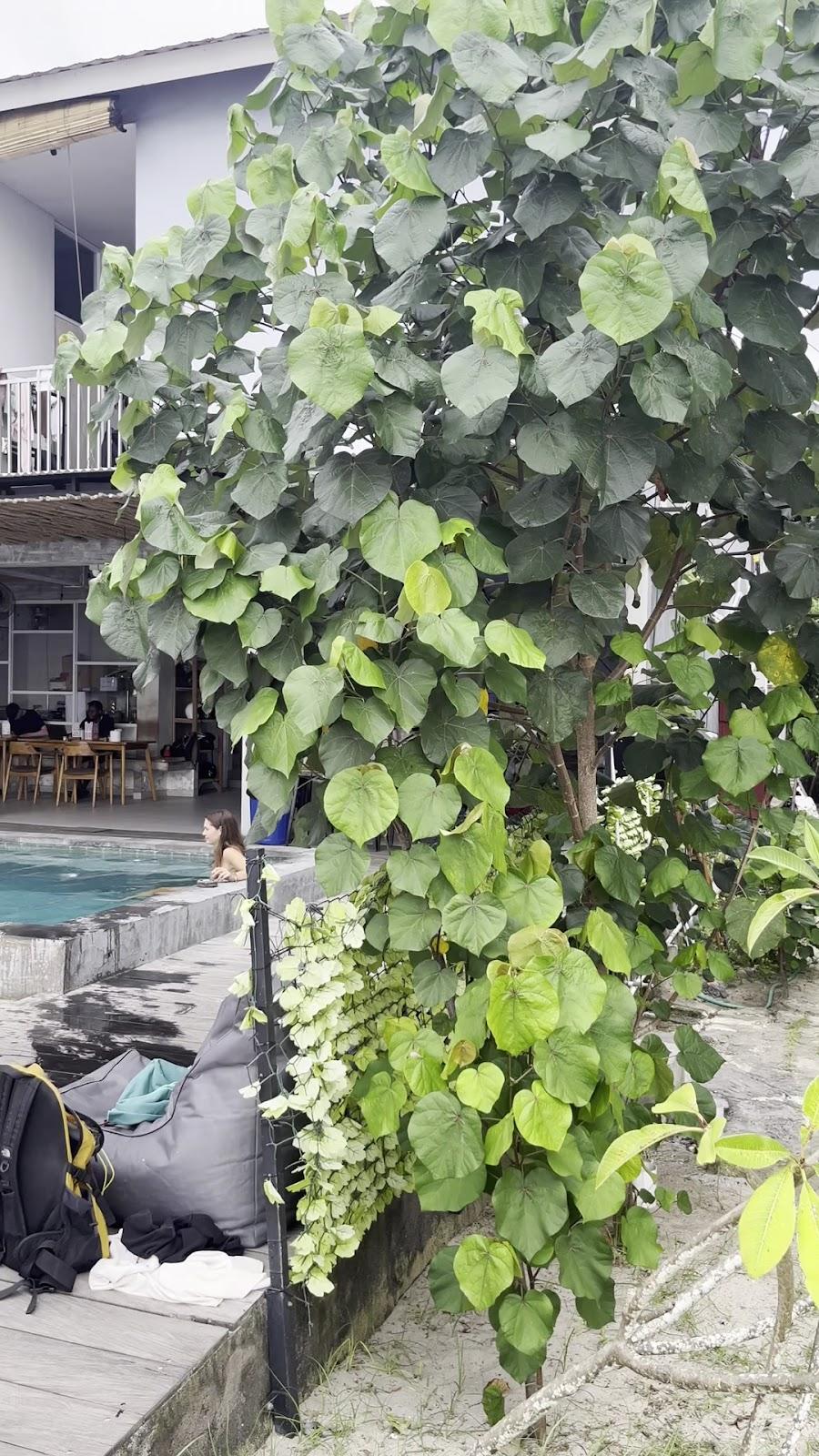 Lushy Hostels – photo 2