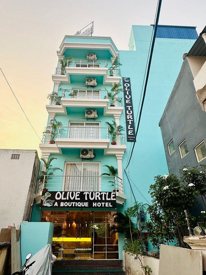 Olive turtle – photo 1