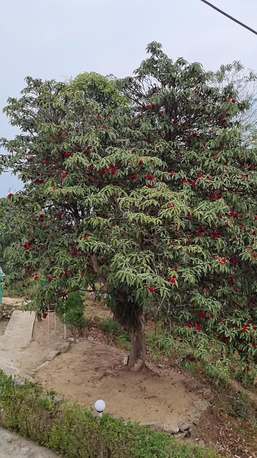 The Nettle & Fern Farm Stay, Pelling
