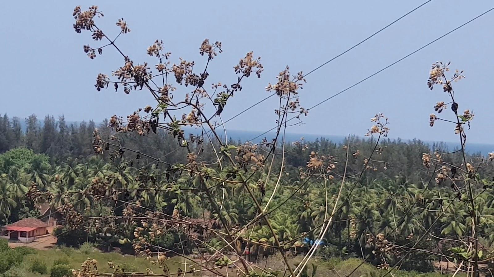 KonkanTrip Beach Resort – photo 2