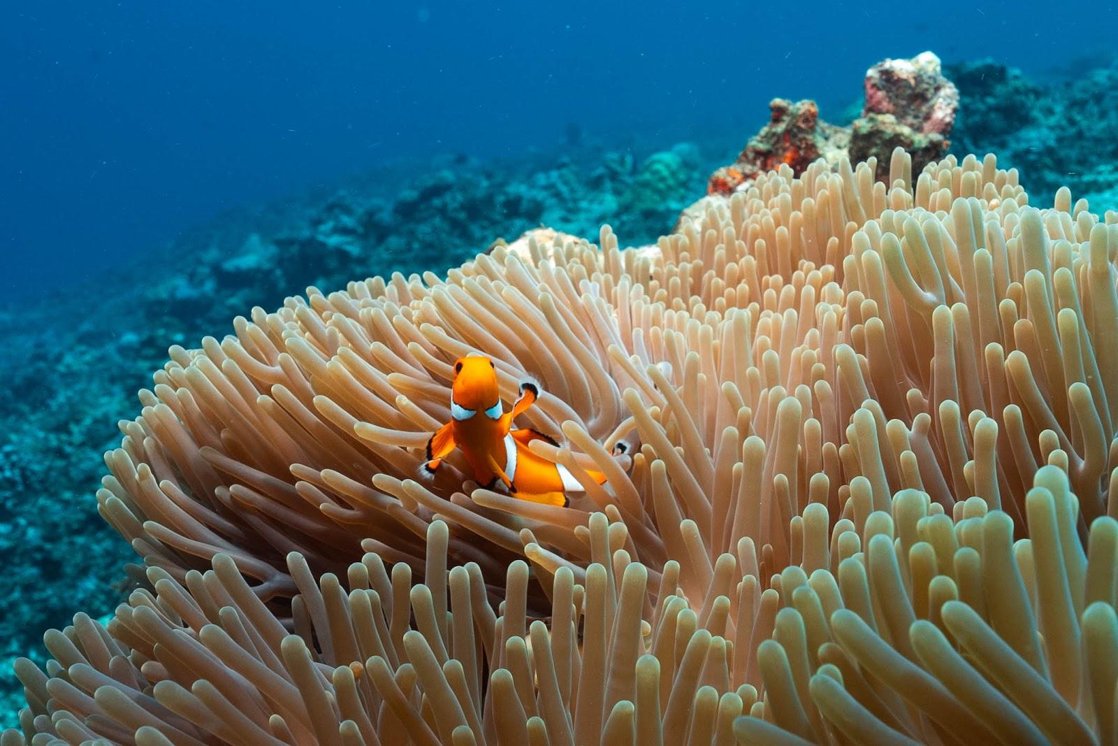 Manta Dive Gili Trawangan – photo 4