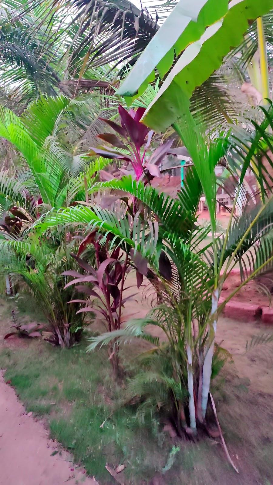 Arambol Lake Resort – photo 2