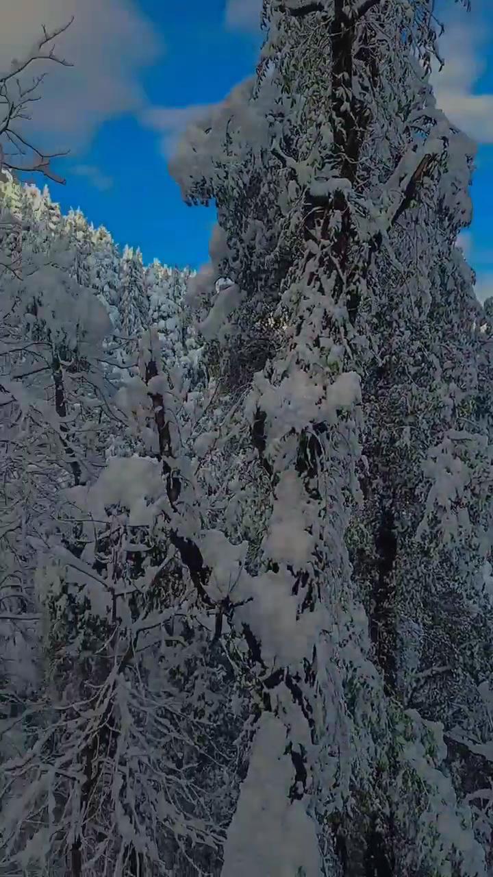 Blue Heaven - Best Place in Dalhousie – photo 2