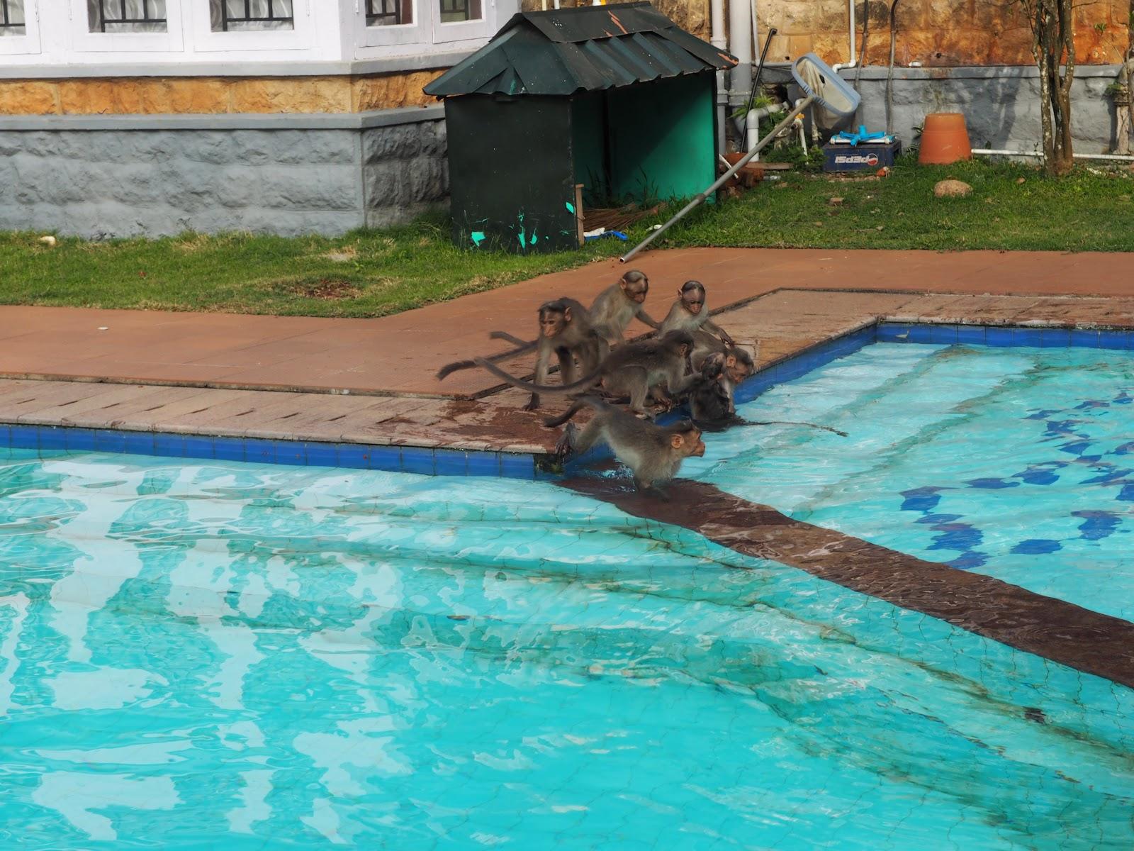 KTDC Lake Palace – photo 4