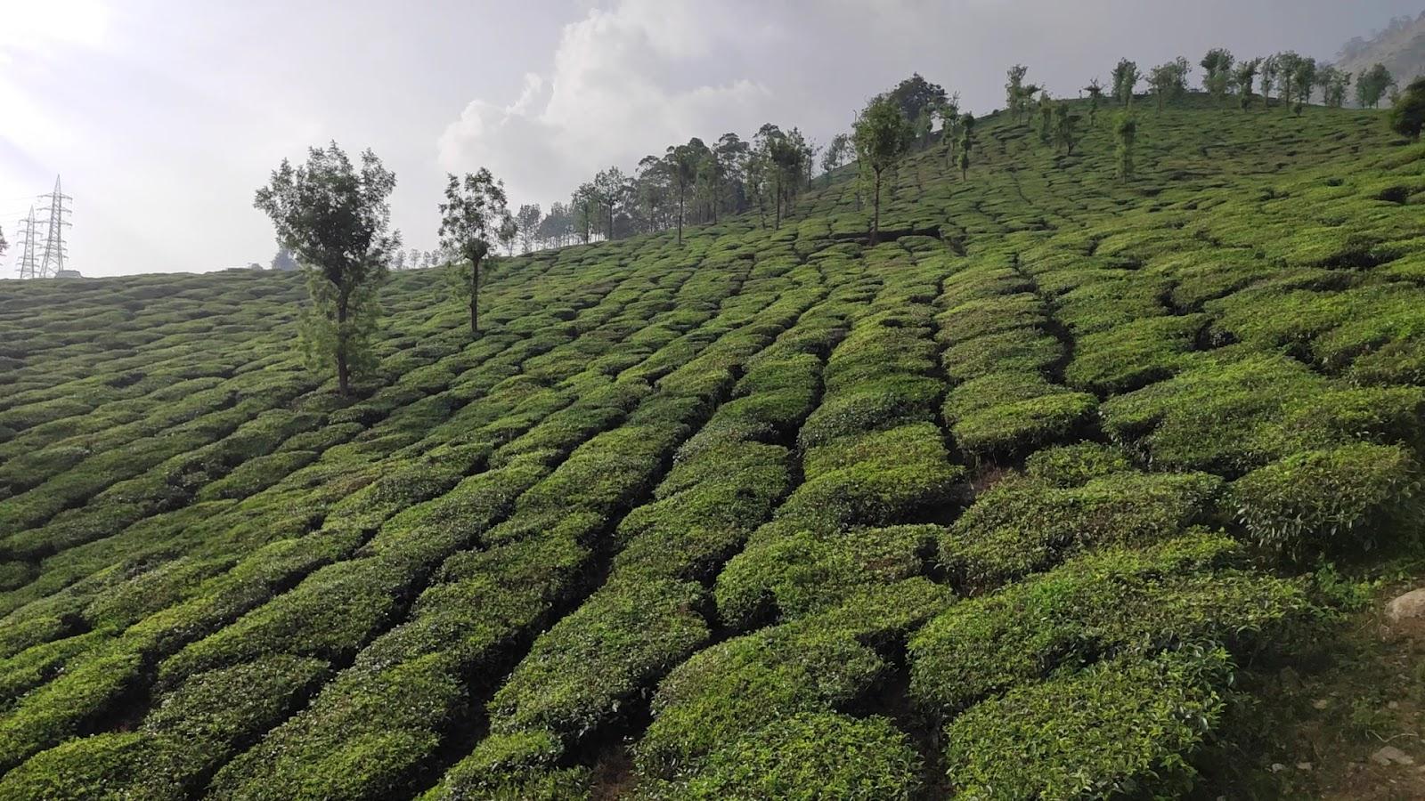 Thrill Holidays Munnar – photo 2