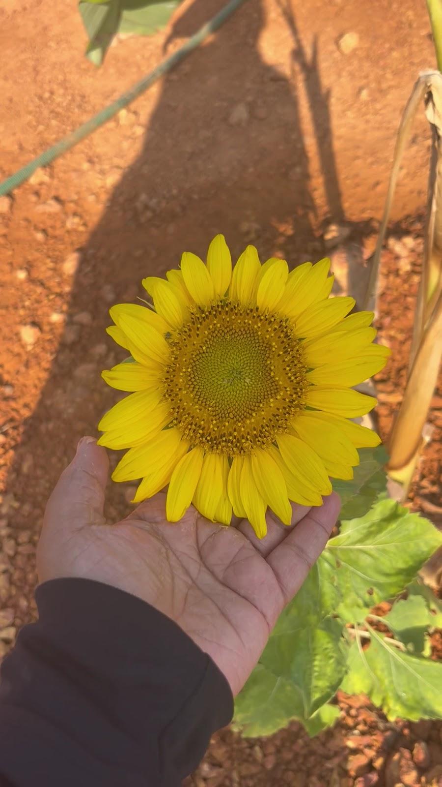 Majili Farmstay – photo 2