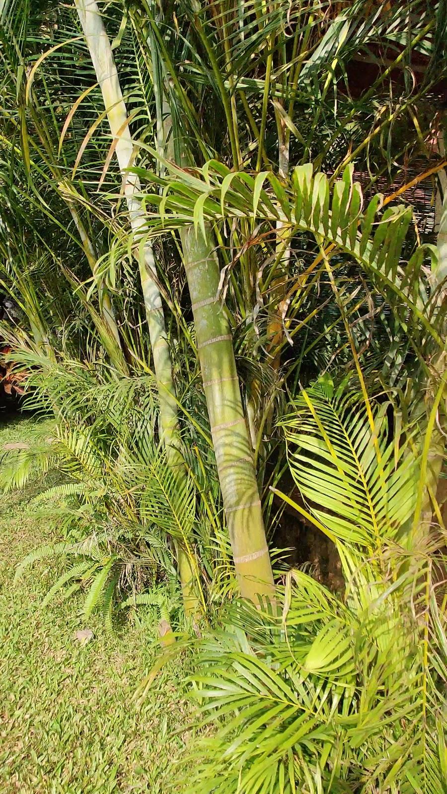 Aery Resort Coorg – photo 2