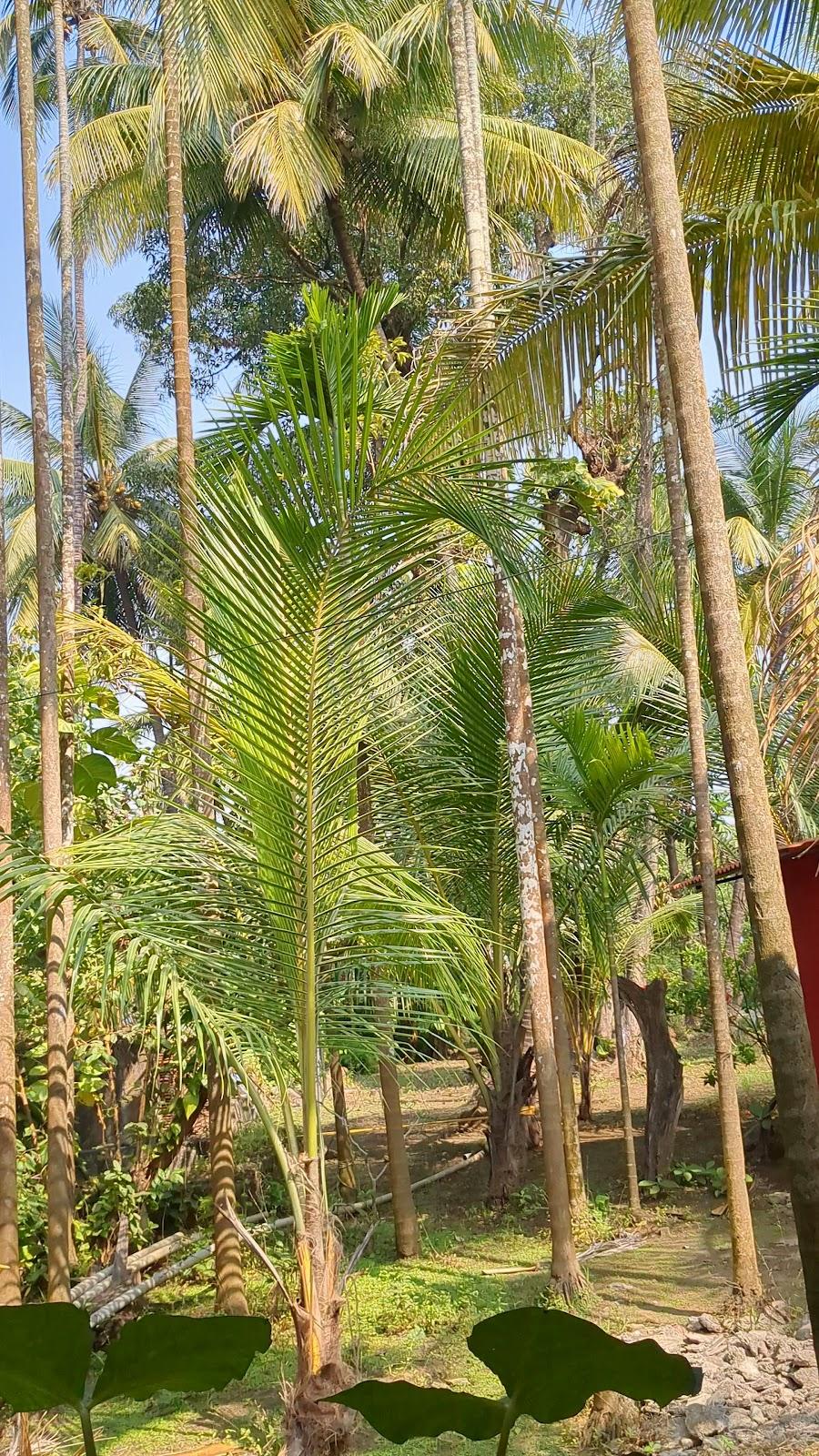 The Enchanted Nest | Private Beach Resort in Alibaug – photo 2