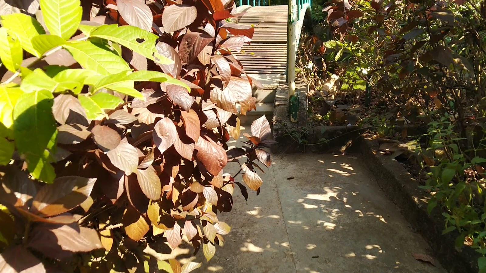 Mamacha Gaon Resort Boisar – photo 2