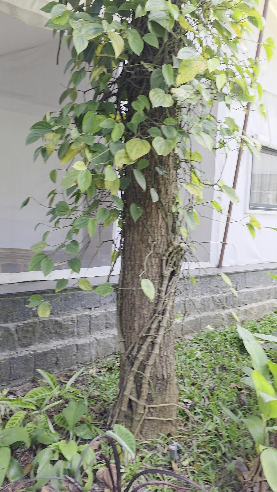 Shambala Yercaud – photo 2