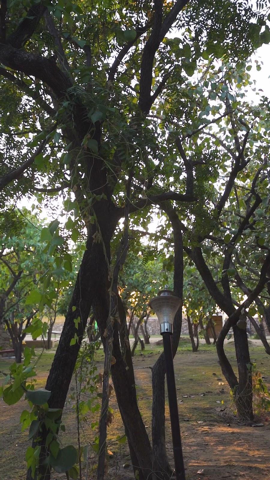 Nature Village Resort Pushkar – photo 4