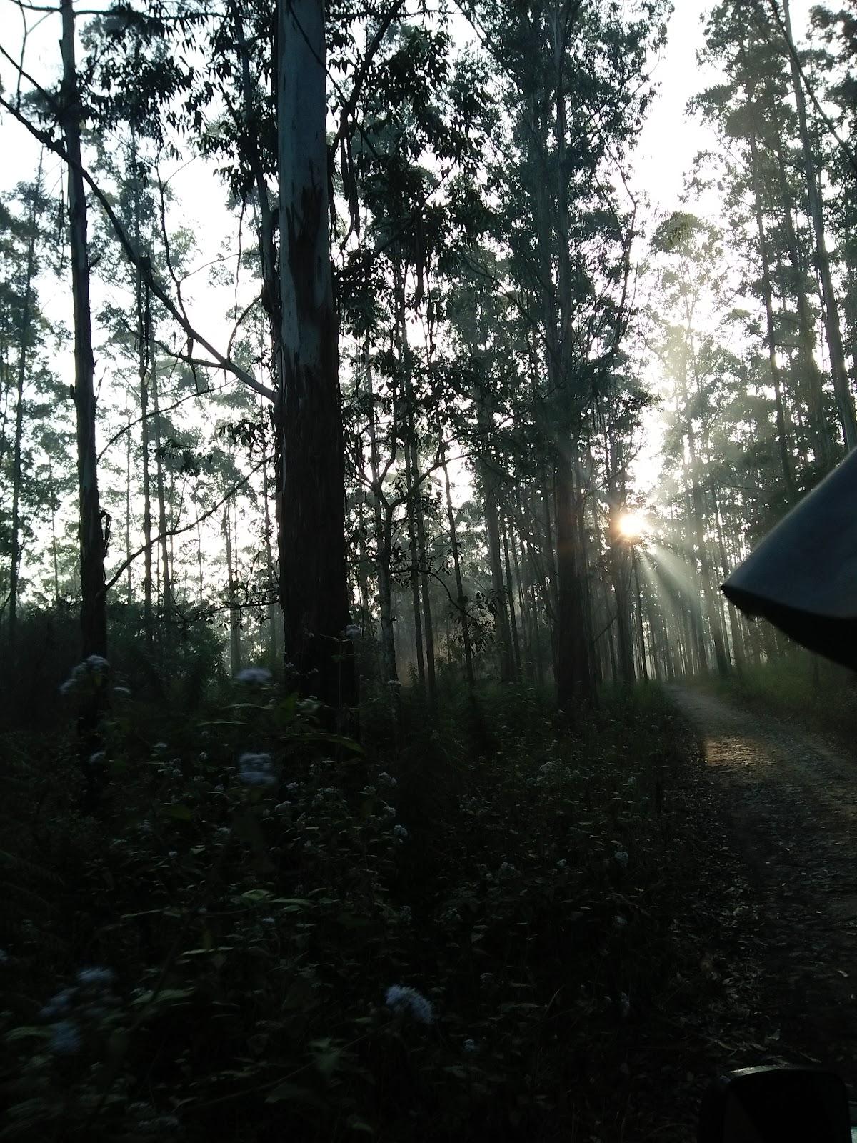 Wayanad Hotels & Resorts – photo 4
