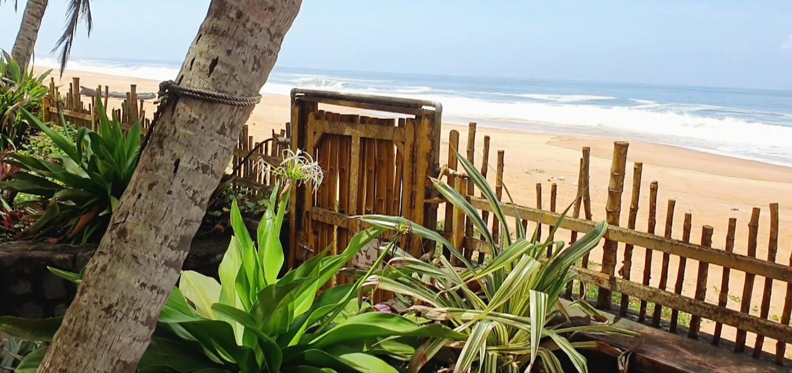 Wild Palms on Sea – photo 2