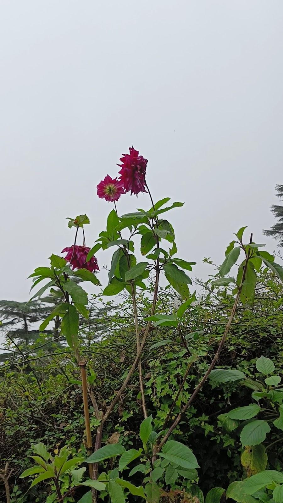 Rokeby Manor, Mussoorie – photo 3