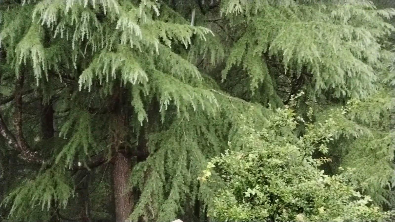 Van Serai - The Himalayan Spiritual Lodge – photo 2