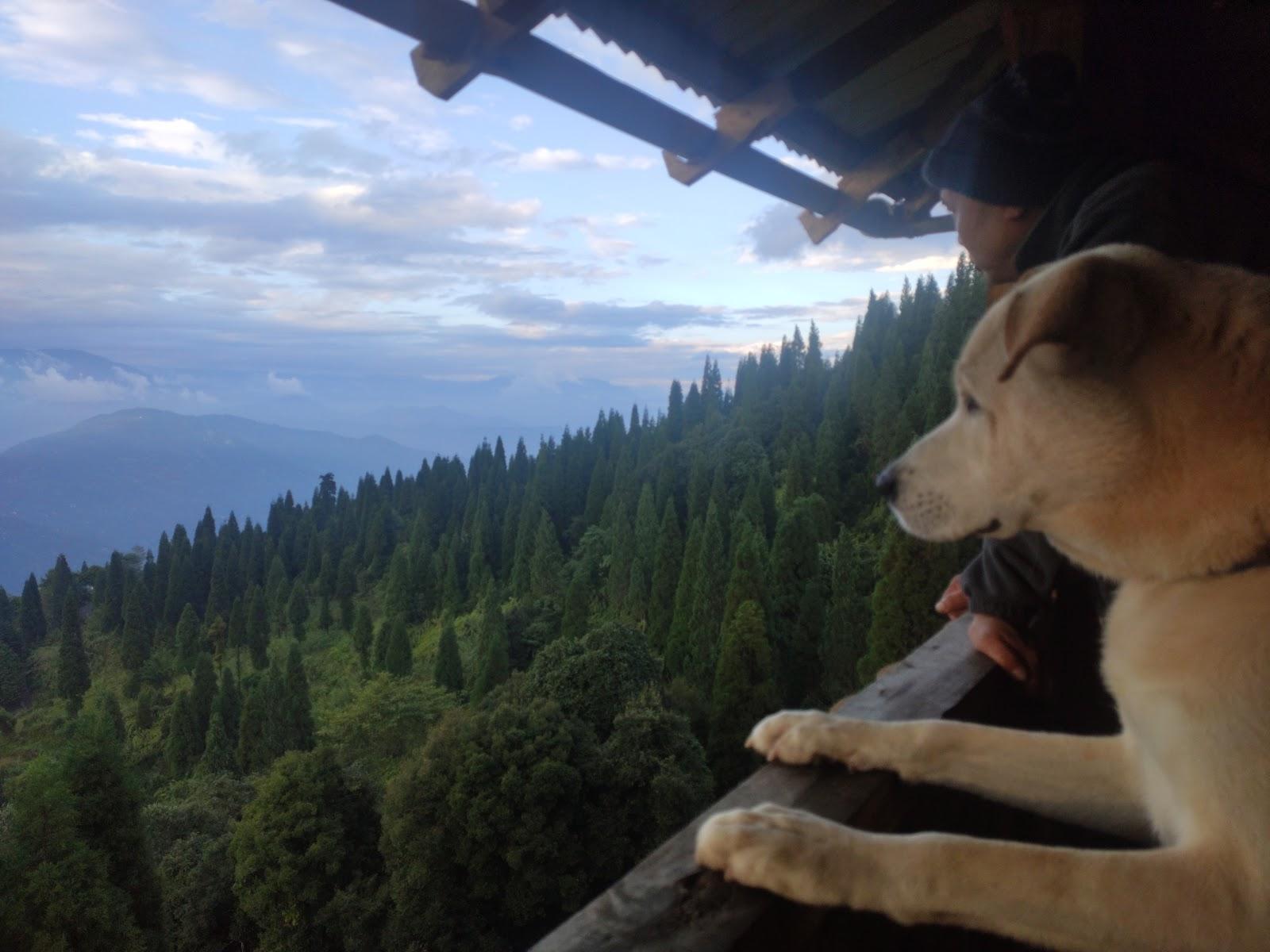 Little Forest Homestay – photo 4