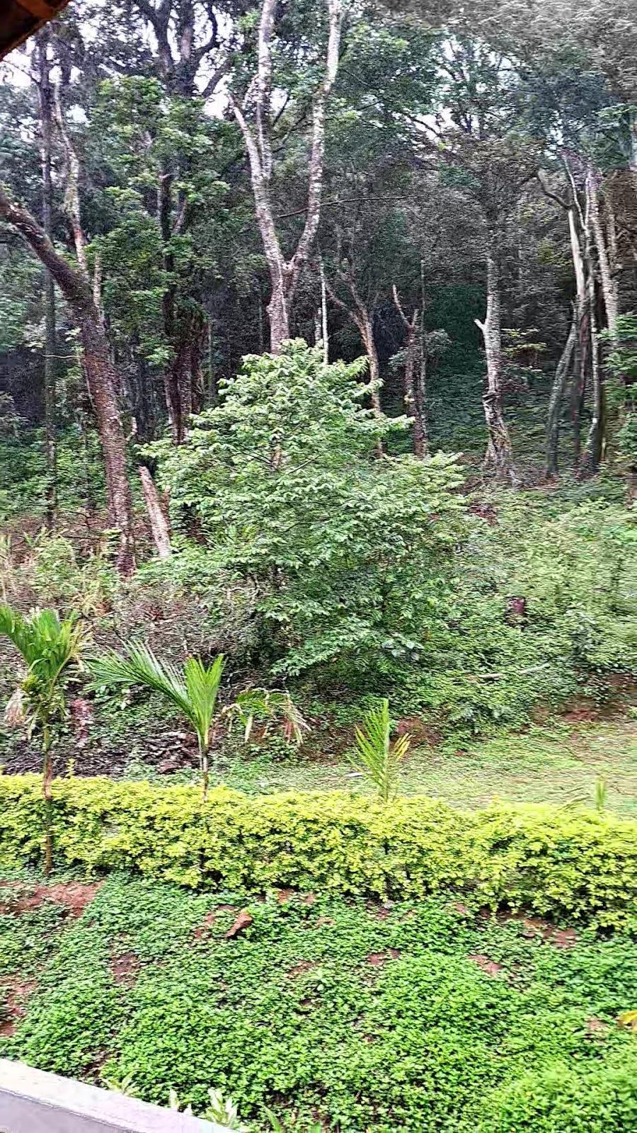 Aindra Coorg by Dazzle Destinations – photo 1