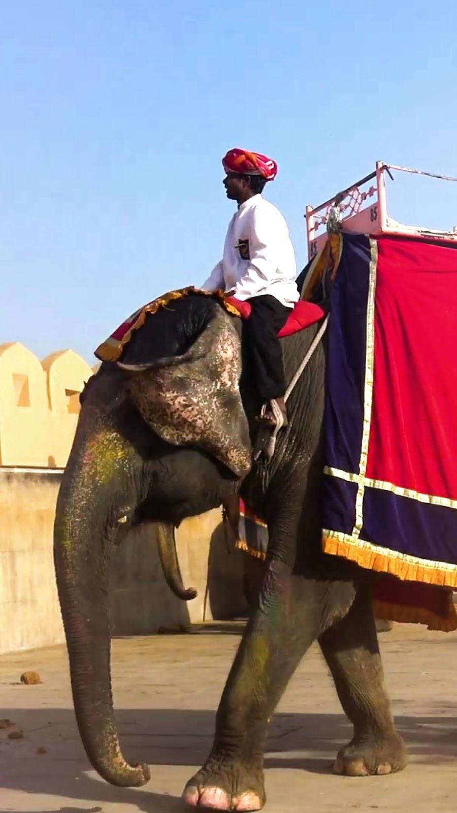 Sunday Hotel Jaipur – photo 2