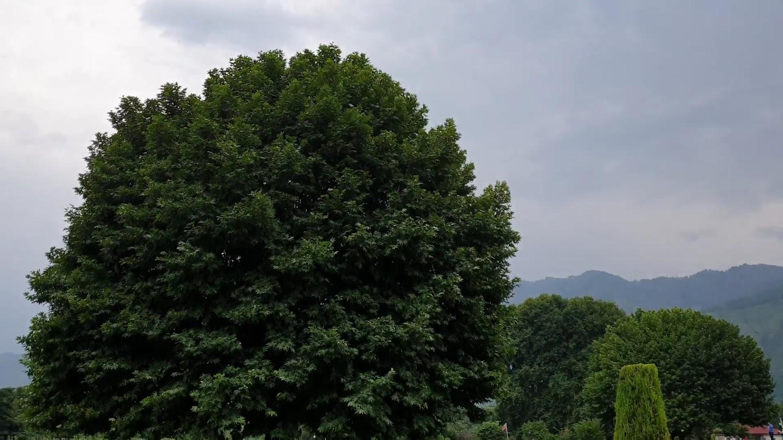 The LaLiT Grand Palace Srinagar – photo 2