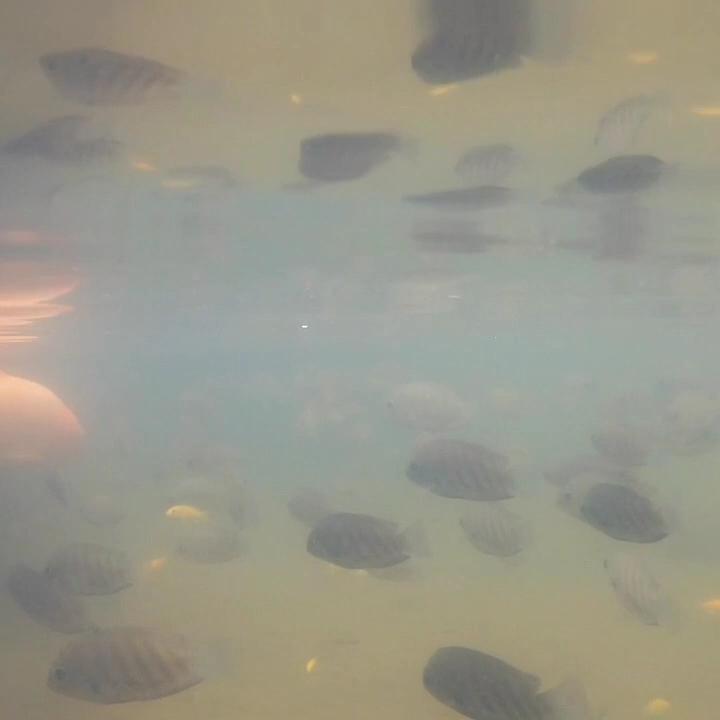 The Raviz Kadavu – photo 3