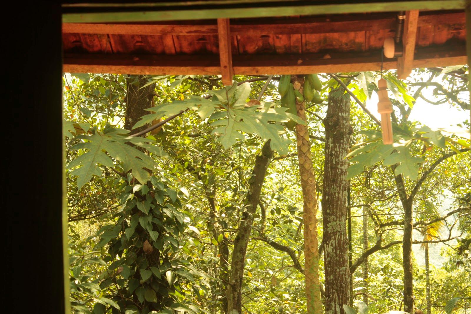 Verdant Vagamon homestay – photo 4