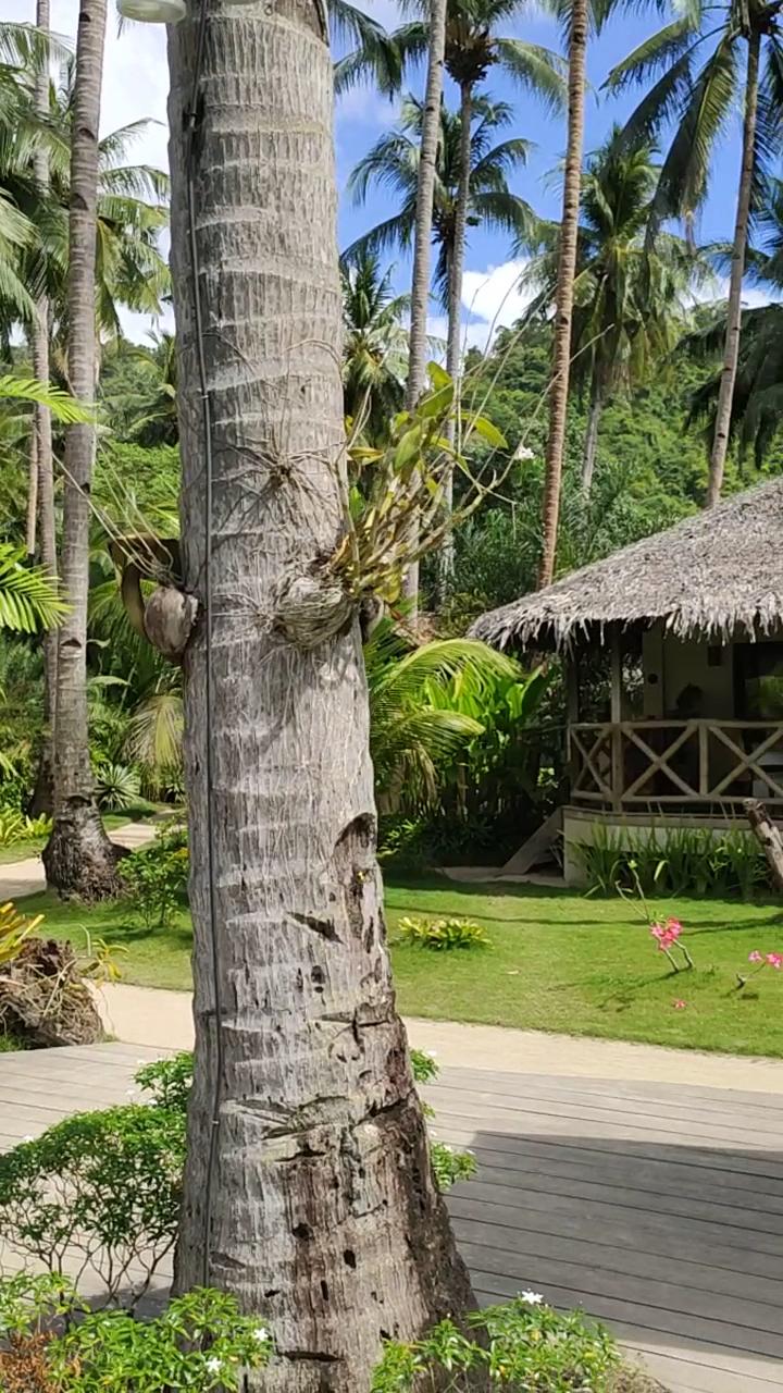 El Nido Mahogany Beach Resort – photo 2