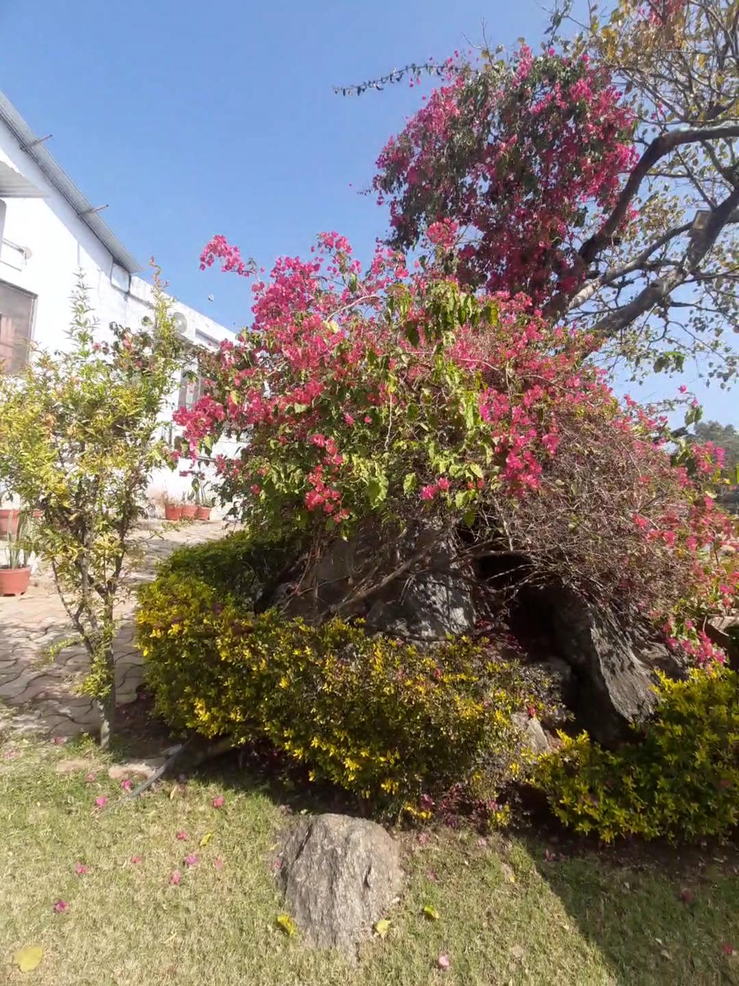 Rose cottage - A Heritage Retreat – photo 2