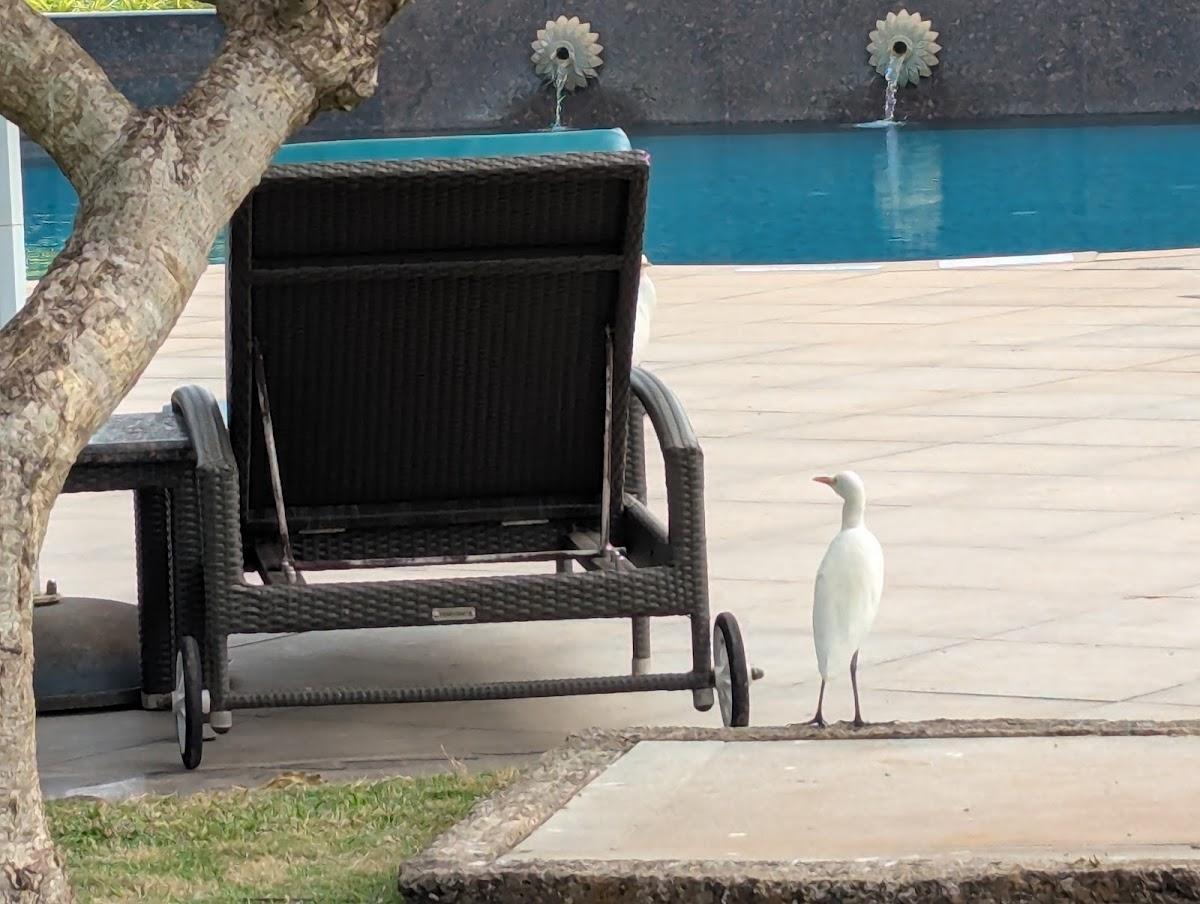 Kenilworth Resort & Spa, Goa – photo 3