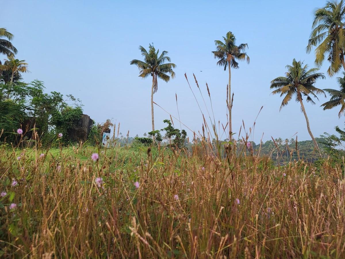 Vedic Village Retreat – photo 2