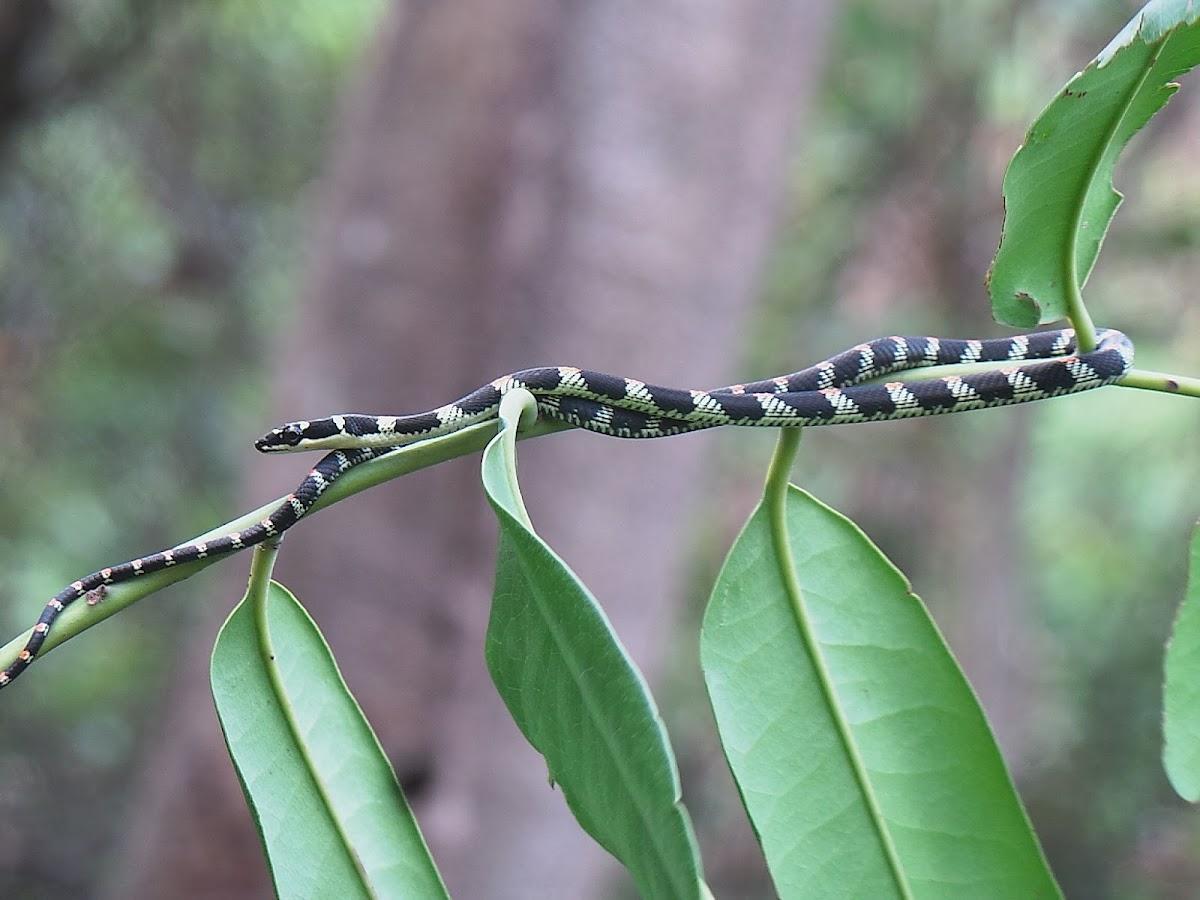 Wild One wildlife field station & nature stay – photo 3