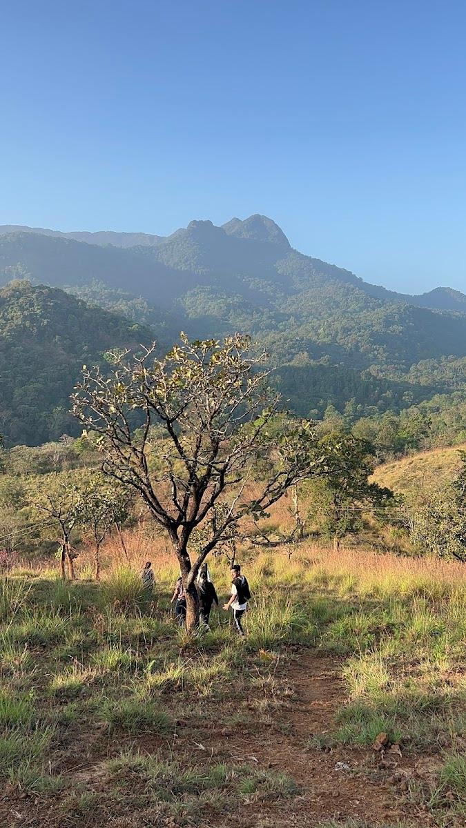 Wildvibes Wayanad