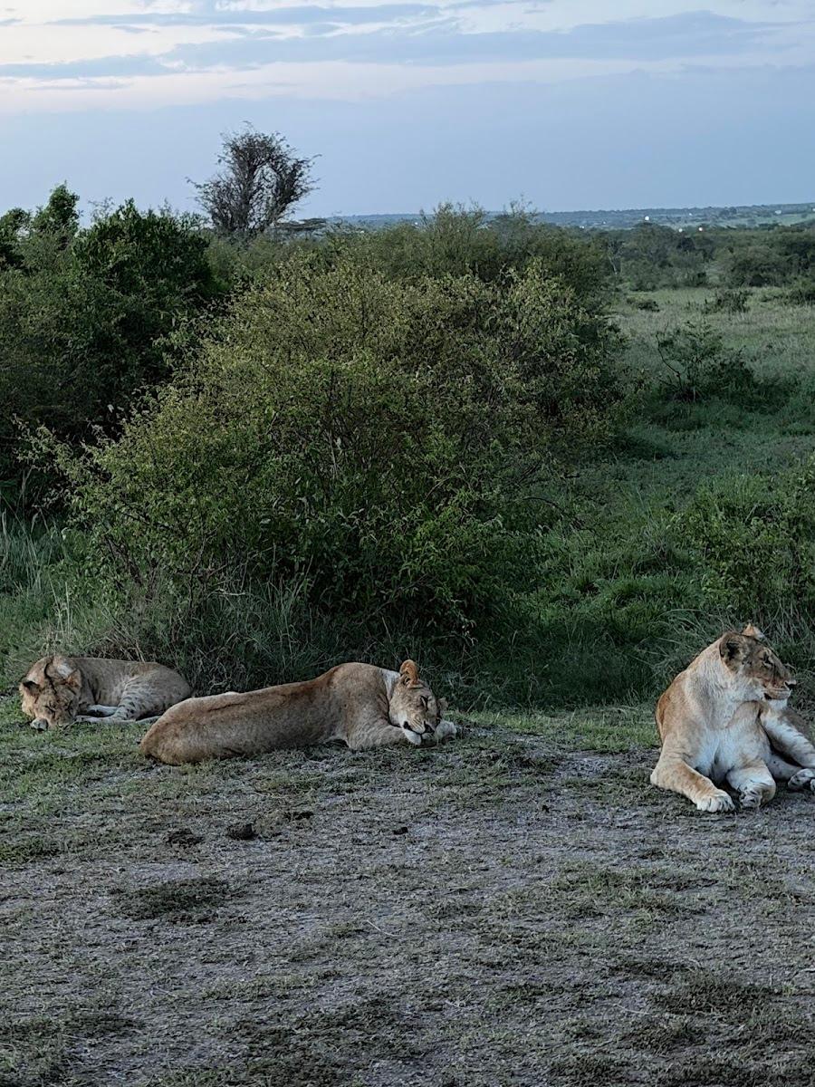 PrideInn Mara Camp – photo 4