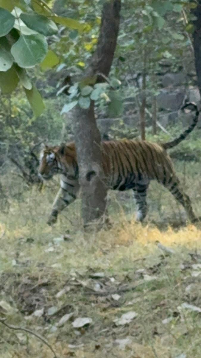 Aman-i-khas – photo 3