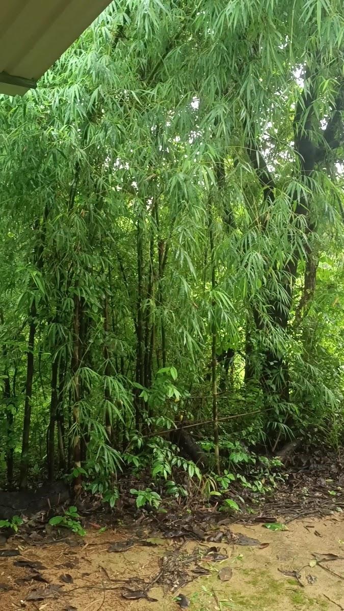 Vanoshi Forest Homestay – photo 3