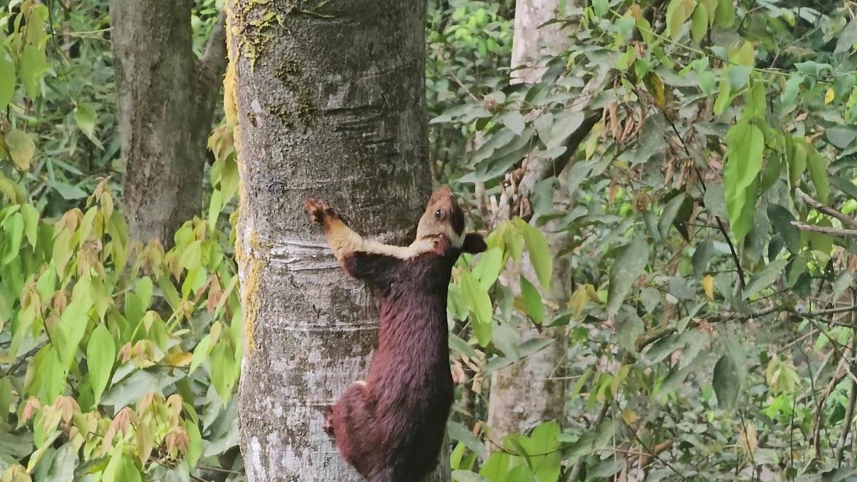 Wayanad Wild - CGH Earth – photo 2