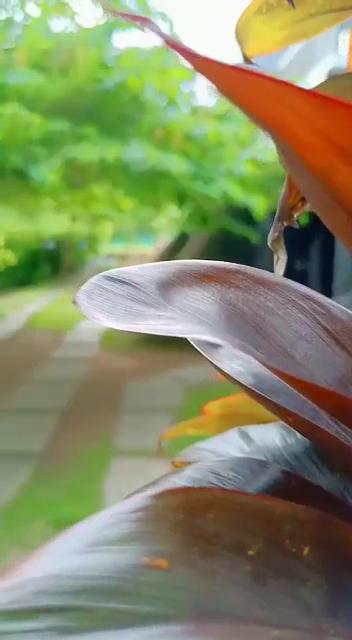 Wayanad Cave N Pillar Resort – photo 2