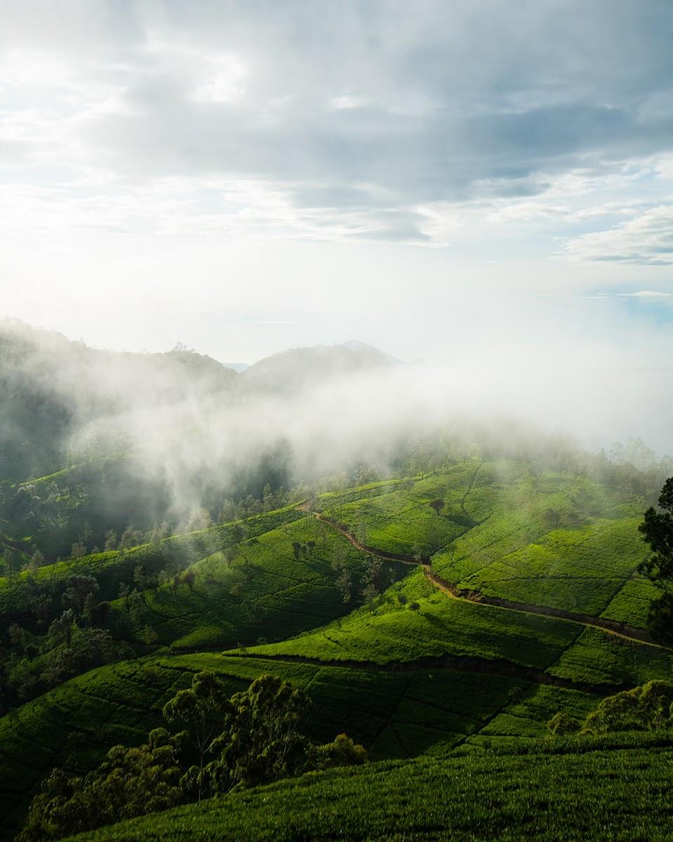 Heritance Tea Factory – photo 4