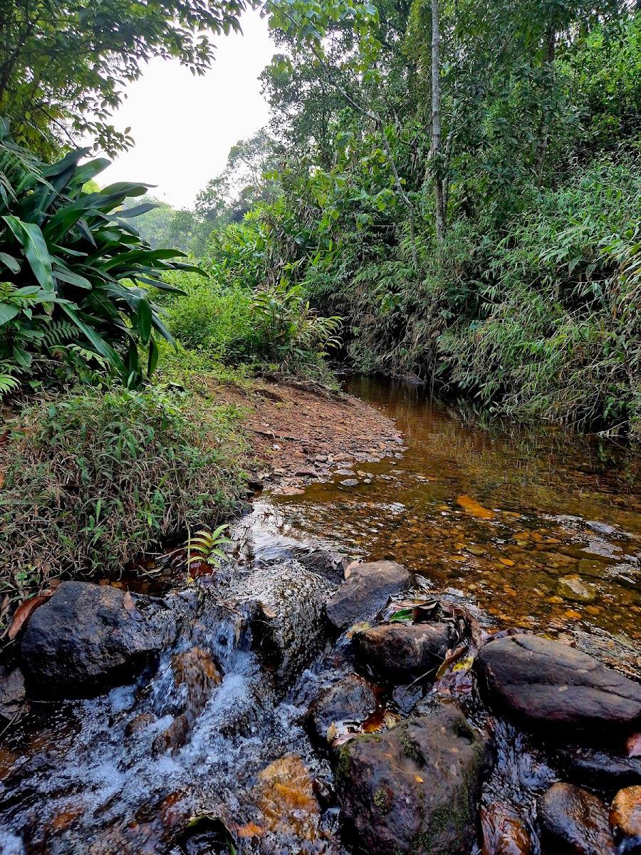 Wayanad Wild - CGH Earth – photo 3