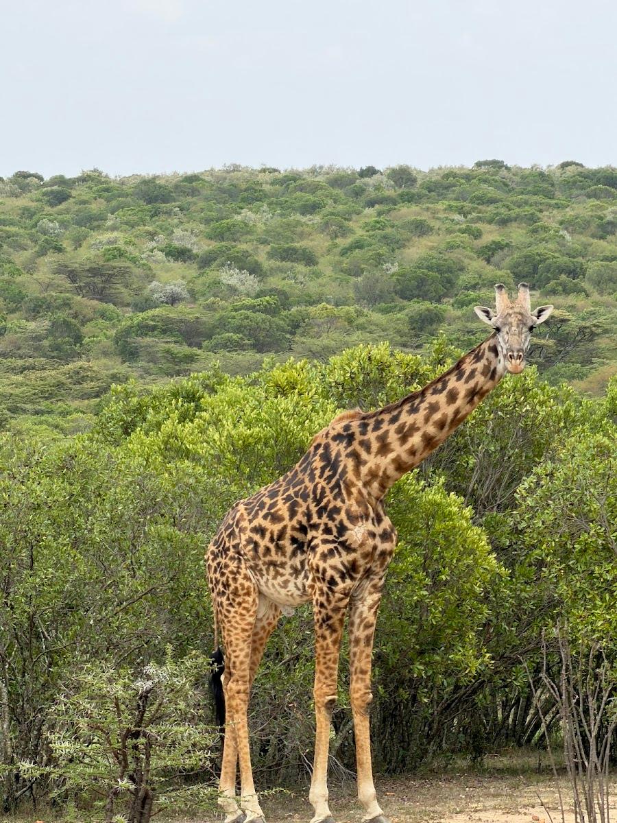 PrideInn Mara Camp – photo 2