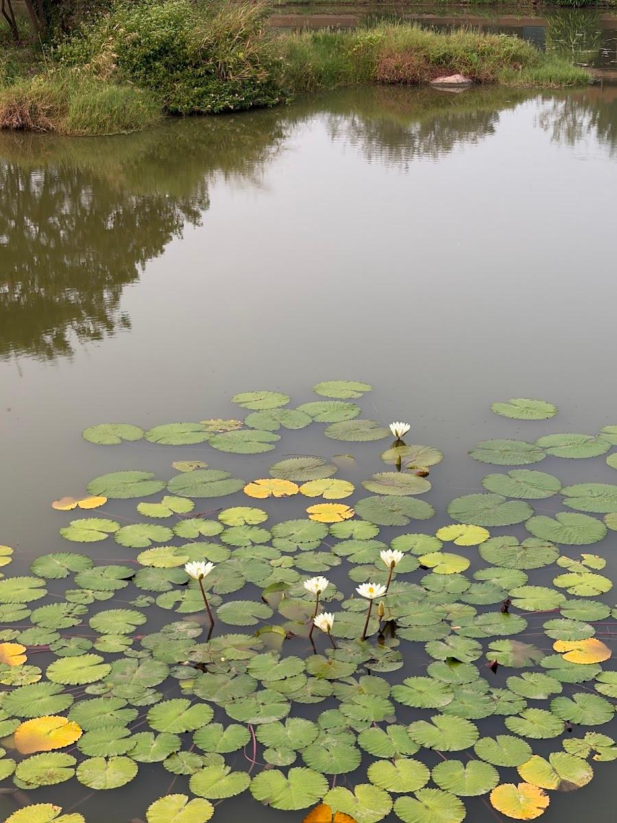 Hampi's Feathers Resort – photo 1