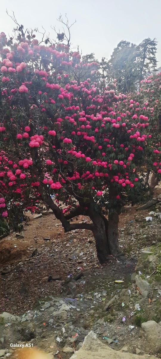 Essence of Nature Resort n Spa – photo 4