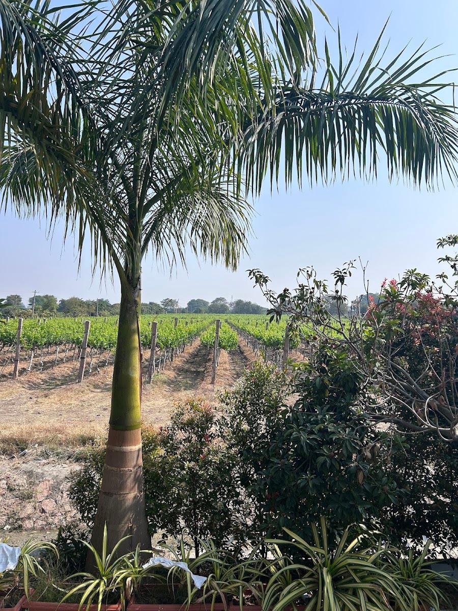 Sera Vineyard & Resort – photo 3