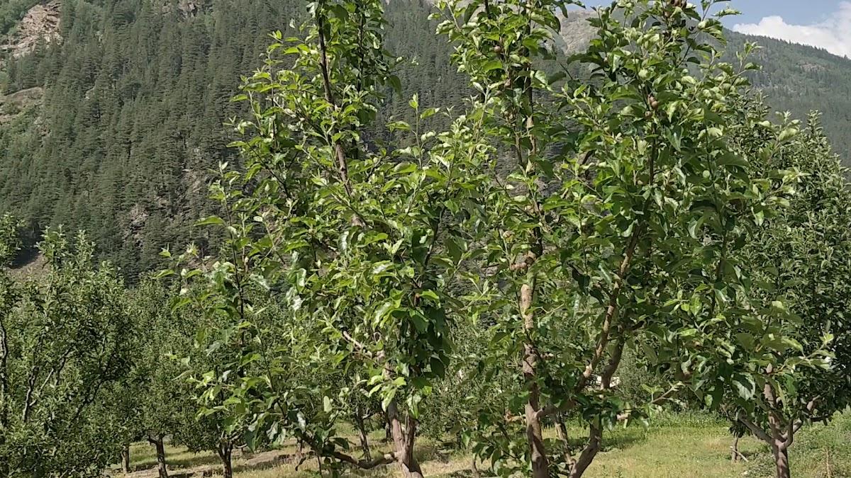 Banjara Valley Retreat at Sangla – photo 1
