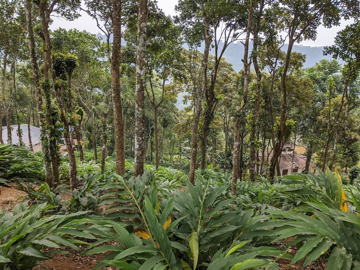 Valley View Cottage Munnar – photo 4