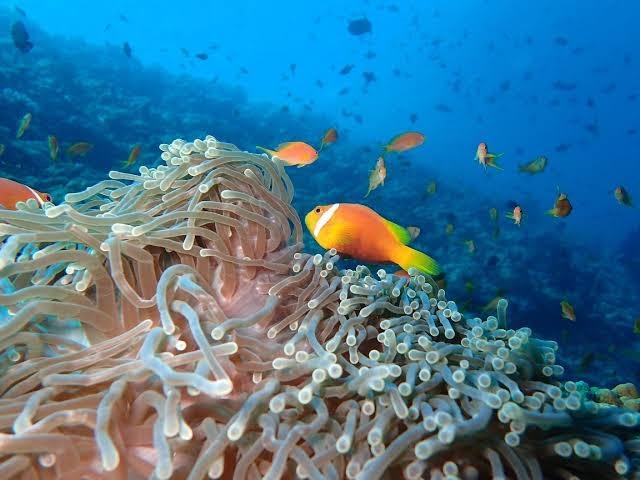 The Nautilus Maldives – photo 1