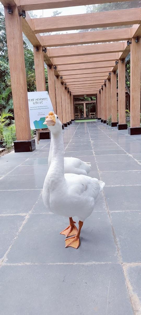 Gold Coins Club & Resort – photo 2